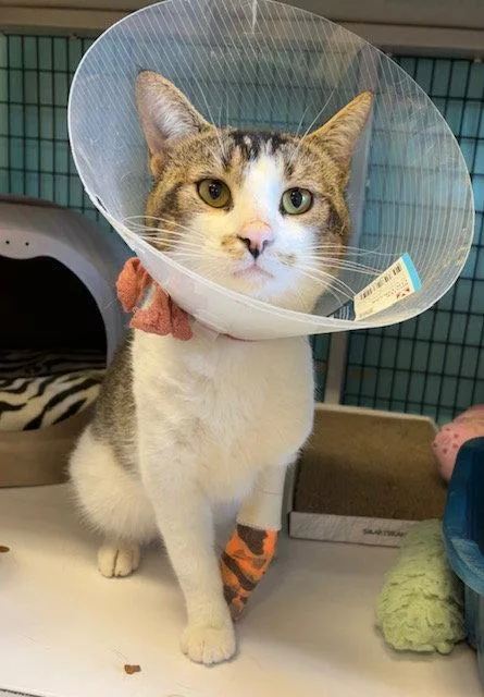An adult medium-sized male Domestic Short Hair cat named Jonah for adoption in Seal Beach, CA