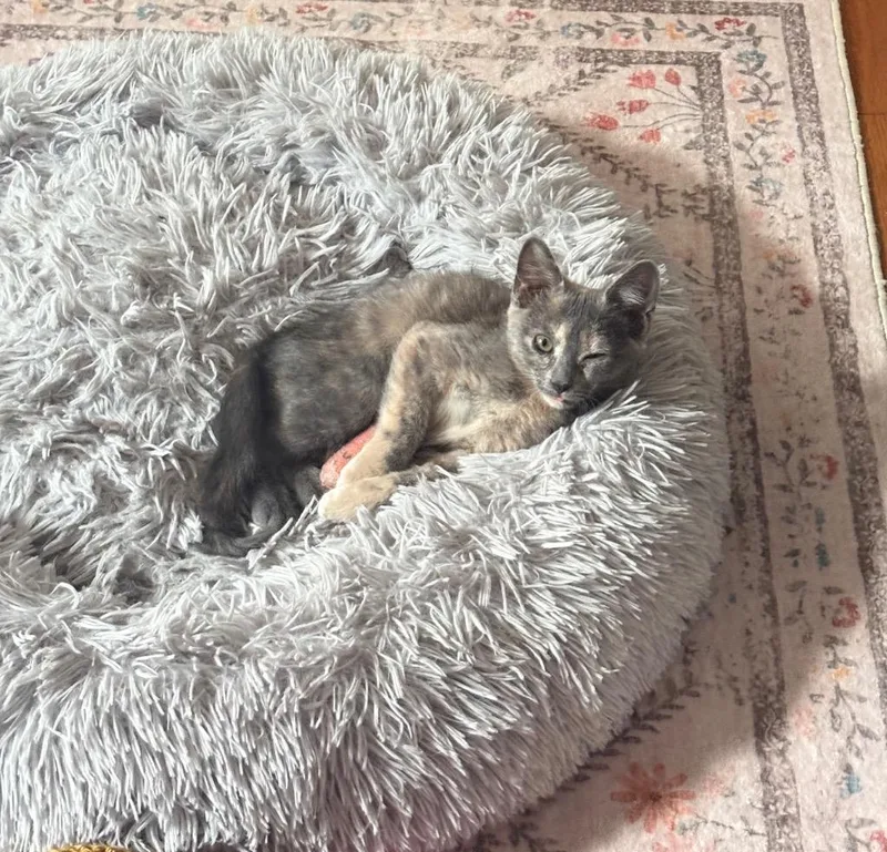 A baby medium-sized female Domestic Short Hair cat named Tina Russo for adoption in Parkville, MD
