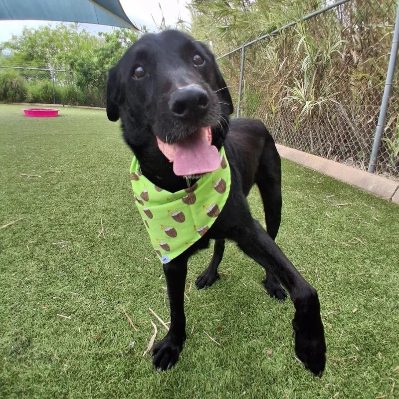 A senior medium-sized male Black Black Labrador Retriever dog named Bo for adoption in Galveston, TX