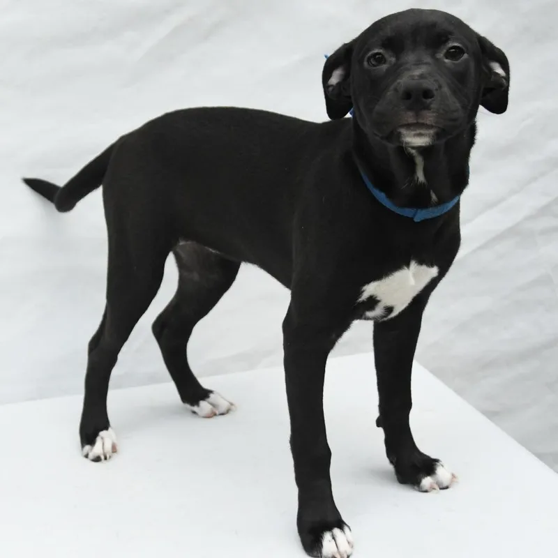 A baby medium-sized female Black Labrador Retriever dog named Whitley for adoption in South Elgin, IL