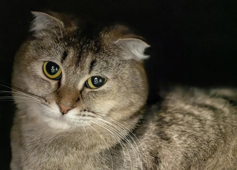 A young medium-sized female Gray / Blue / Silver Scottish Fold cat named Bella Q for adoption in Buford, GA