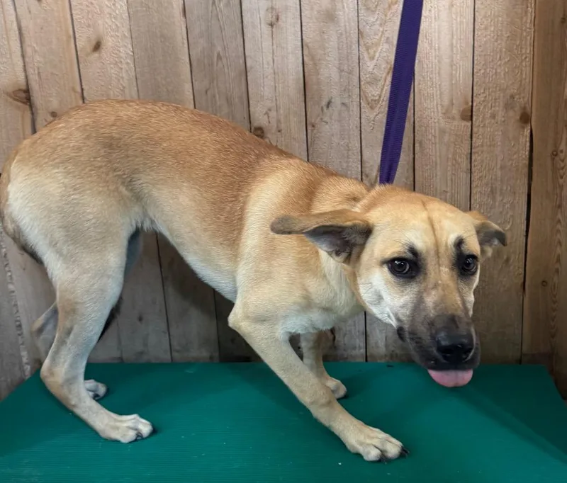 A young medium-sized female Shepherd dog named Cheerio for adoption in Missouri City, TX