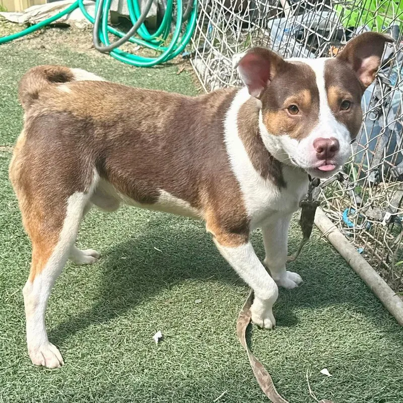 A young medium-sized male Yellow / Tan / Blond / Fawn Mixed Breed dog named Thumper for adoption in Bennettsville, SC