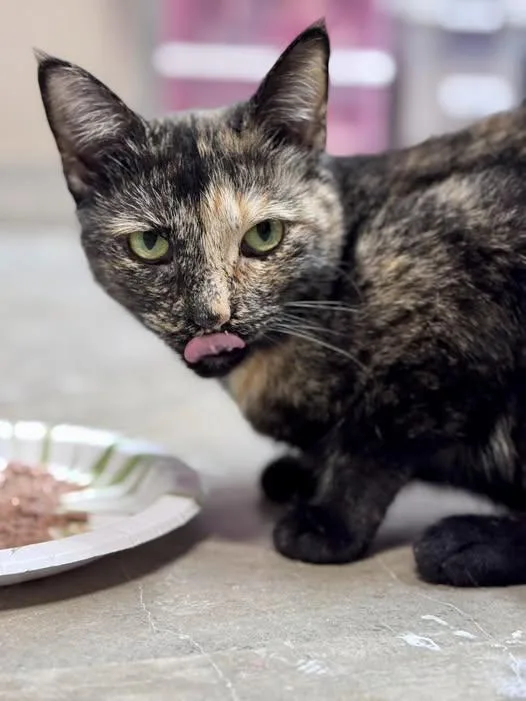 An adult medium-sized female Tortoiseshell Domestic Short Hair cat named Ophelia for adoption in Rixeyville, VA