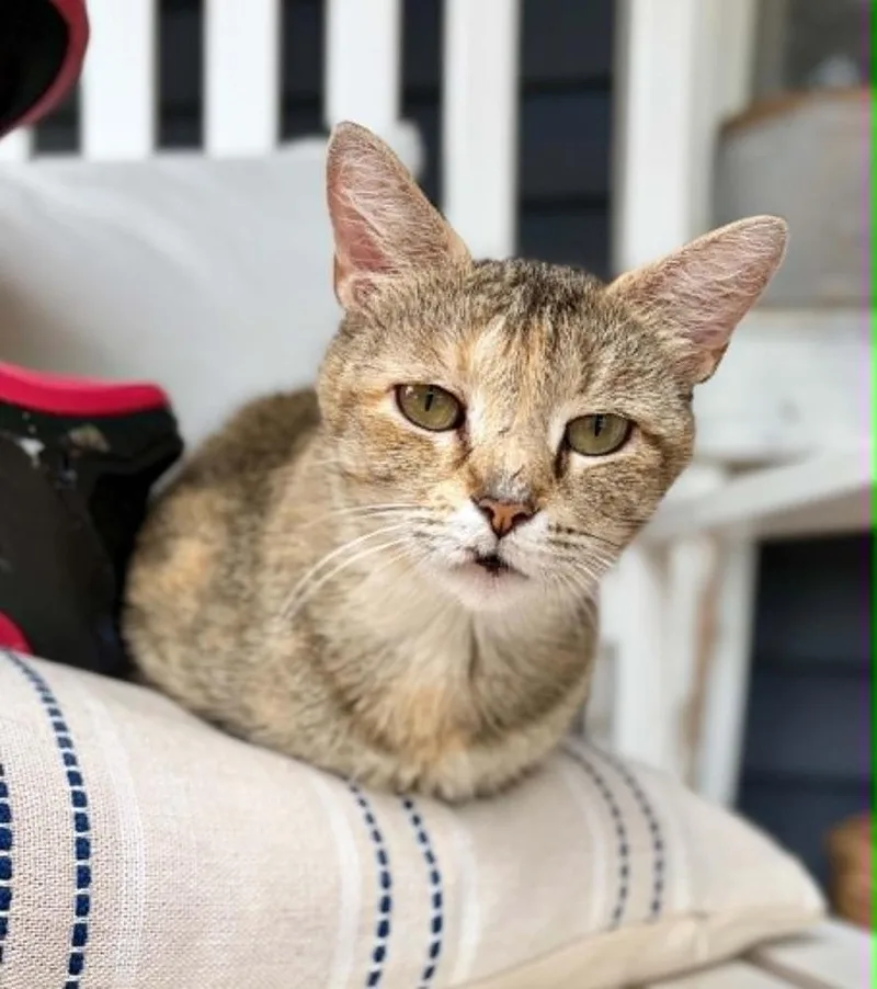 A young medium-sized female Domestic Short Hair cat named Story for adoption in Wheaton, IL