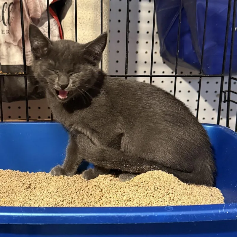 A baby small-sized female Russian Blue cat named Tasmania for adoption in Brooklyn, NY