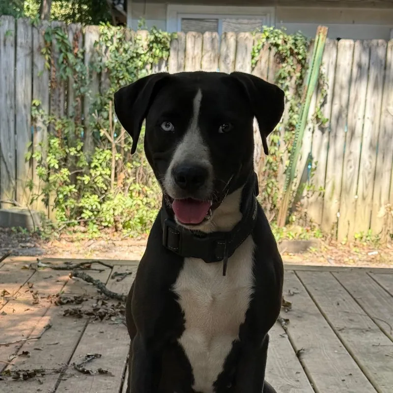 An adult medium-sized female Black Mixed Breed dog named StraythAvenue for adoption in Columbus, GA