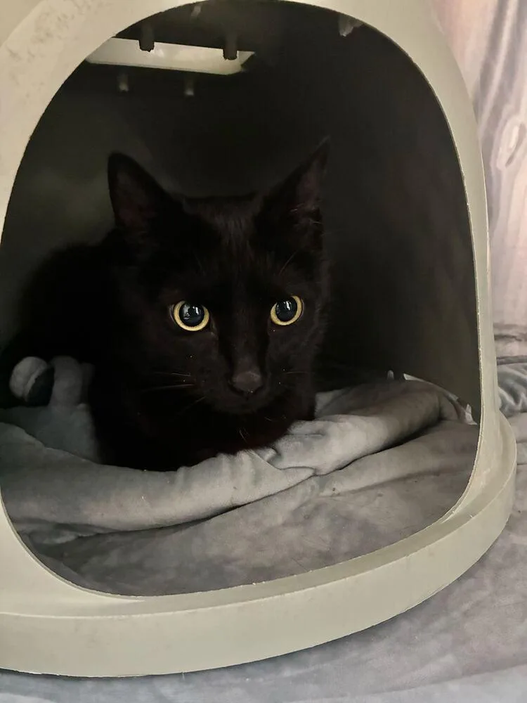A young medium-sized male Black Domestic Short Hair cat named Mr Meow Meow for adoption in Marietta, GA