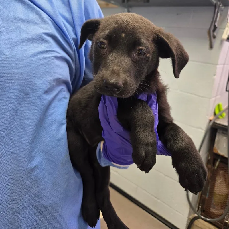 A baby small-sized female Black German Shepherd Dog dog named Deedee for adoption in Duncan, OK