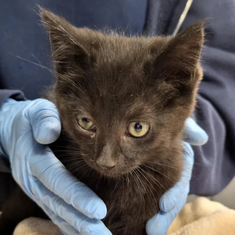 A baby small-sized female Black Domestic Short Hair cat named Gigi for adoption in Newark, NJ
