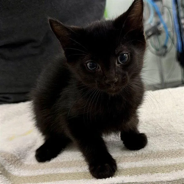 A baby small-sized male Black Domestic Short Hair cat named Randy for adoption in Tavares, FL