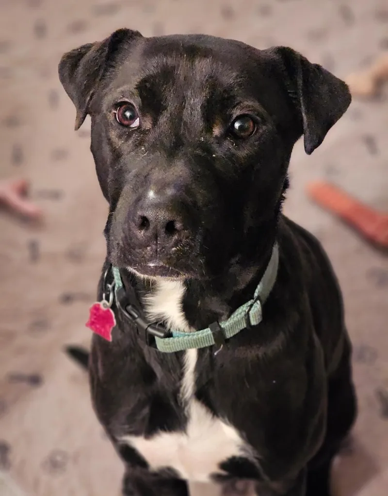 Kingston thumbnail 4