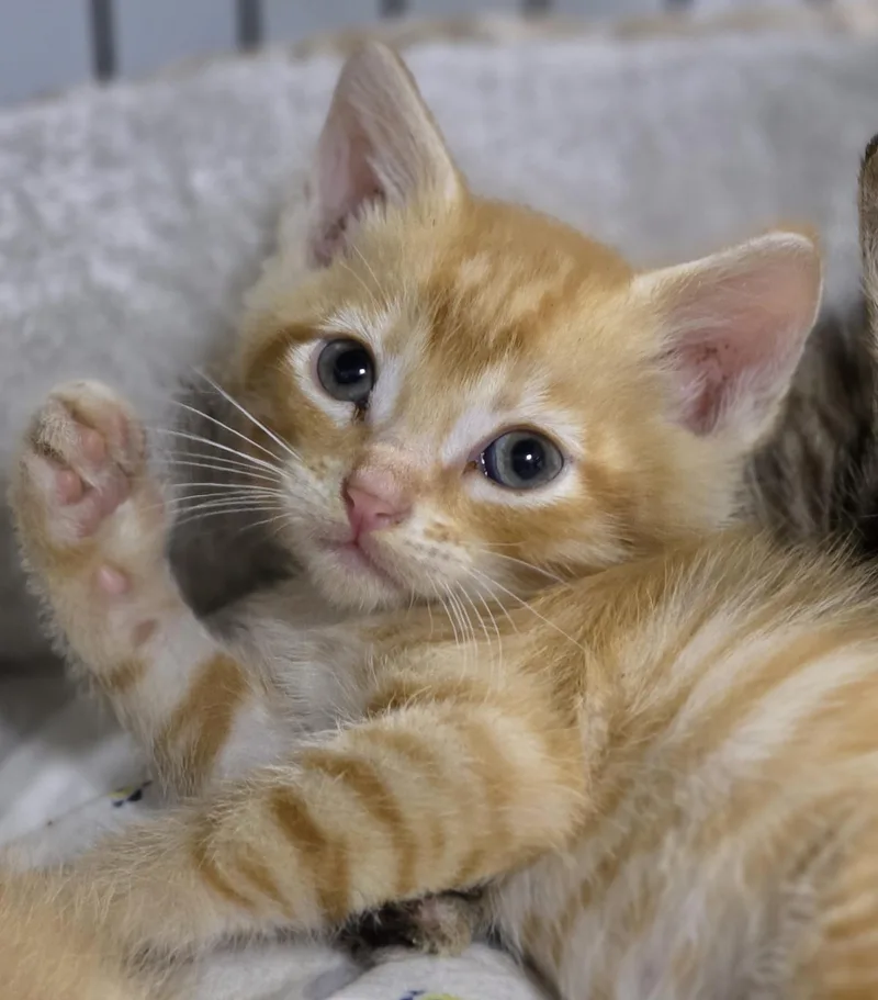 A baby medium-sized male Tabby (Orange / Red) Domestic Short Hair cat named Leslie for adoption in Johnson City, TN