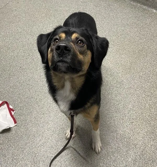 A young large-sized male Australian Shepherd dog named Cosmo for adoption in Escondido, CA