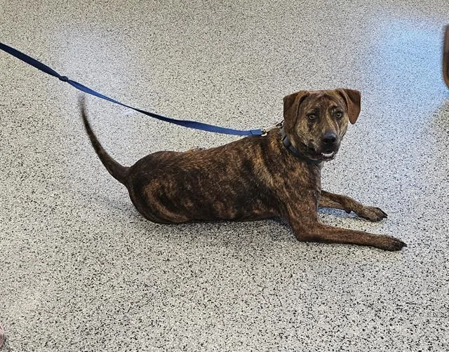 An adult medium-sized female Mixed Breed dog named Whisper for adoption in Palmetto, FL