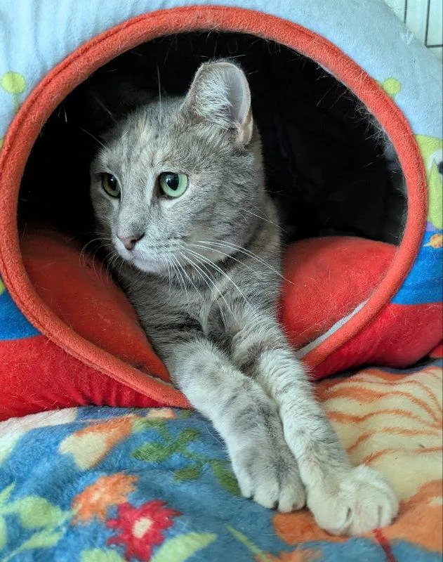 A young medium-sized female Domestic Short Hair cat named Amber for adoption in Ocala, FL