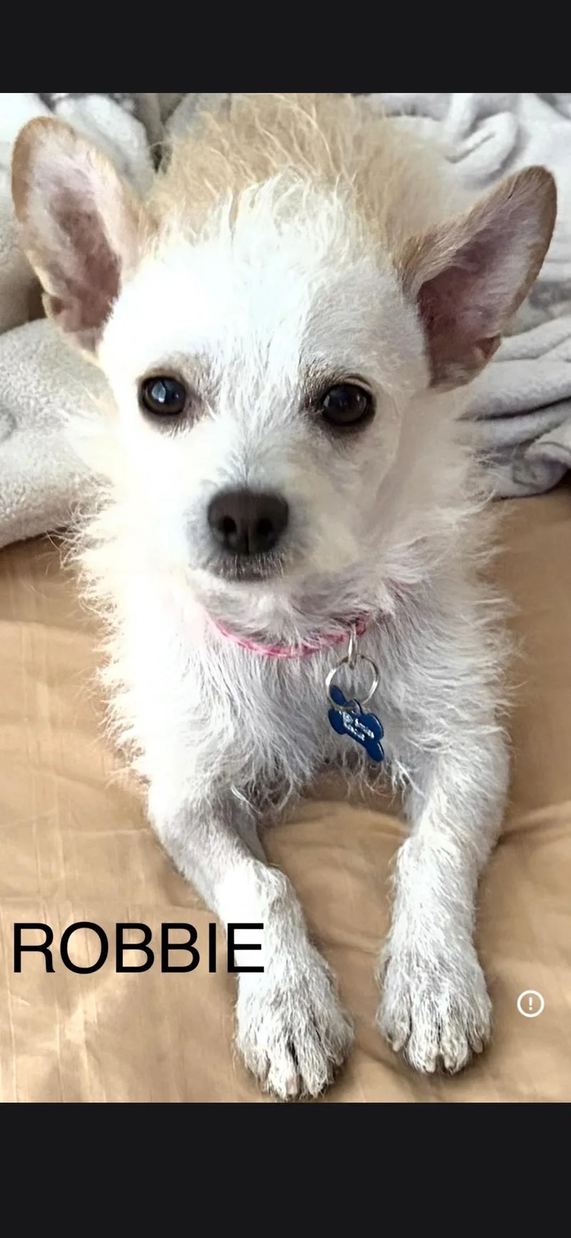 An adult small-sized male Terrier dog named Robbie for adoption in Lancaster, CA