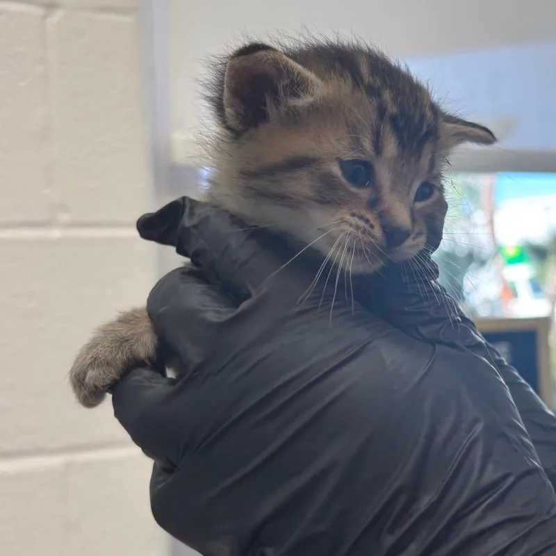 A baby small-sized male Brown / Chocolate Domestic Short Hair cat named Mars for adoption in Corpus Christi, TX