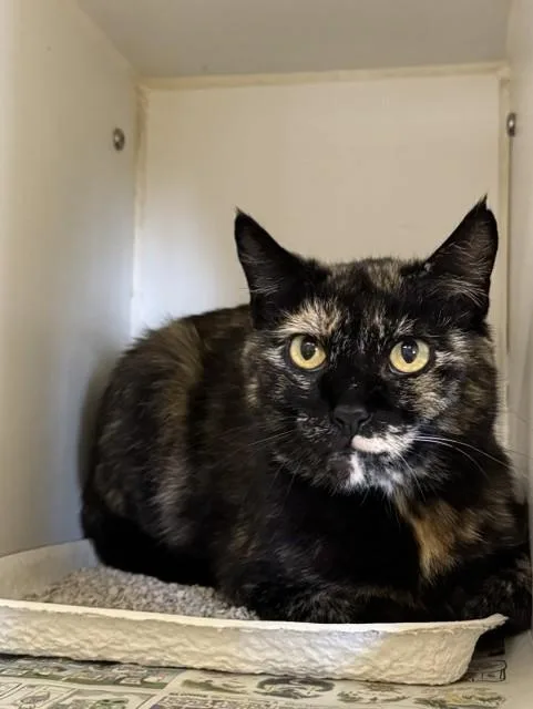 A young small-sized female Domestic Short Hair cat named Flower for adoption in Riverside, CA