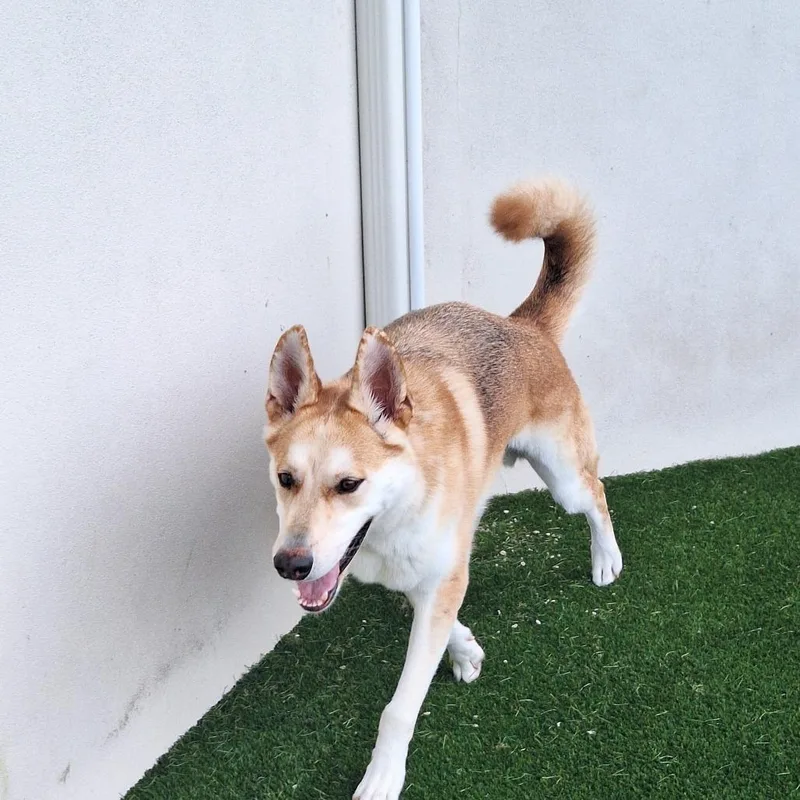 An adult large-sized male Shepherd dog named Dr. Seuss for adoption in LOXAHATCHEE, FL