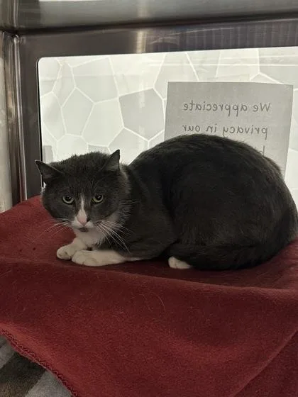 An adult medium-sized male Domestic Short Hair cat named Cook for adoption in Seattle, WA