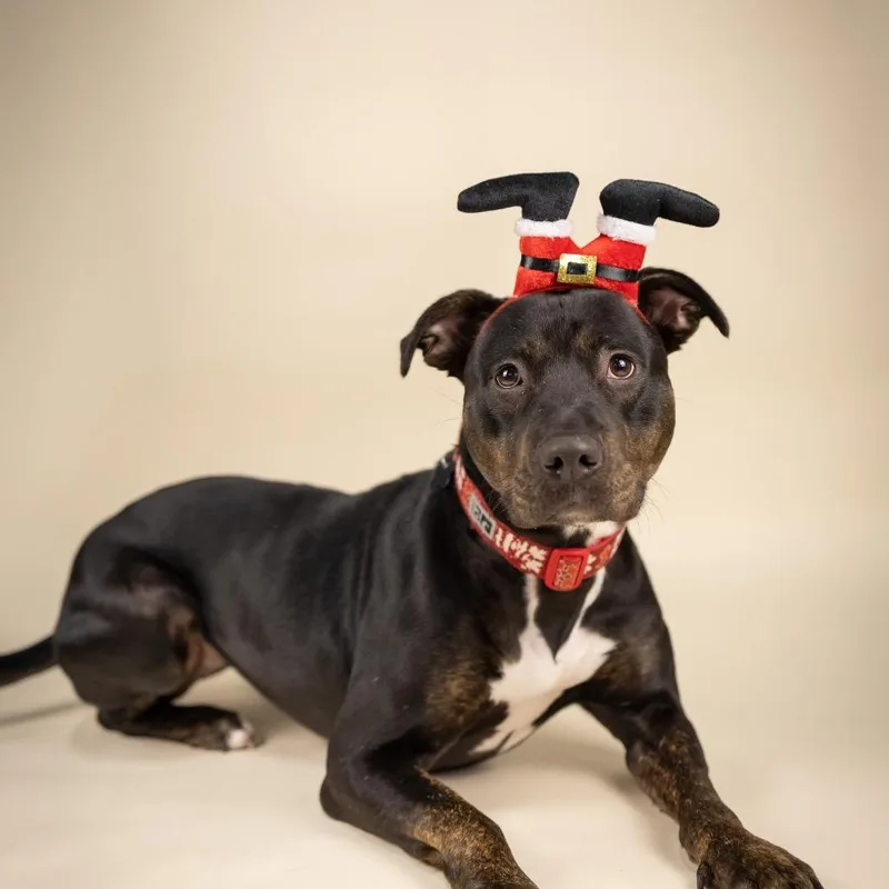 Lady Bug thumbnail 4