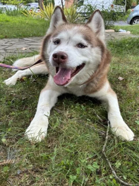 A senior large-sized male Siberian Husky dog named Koda for adoption in Derwood, MD