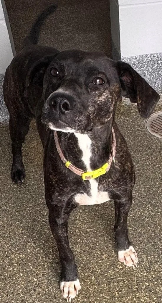 A young medium-sized female Plott Hound dog named Missy for adoption in Kenai, AK