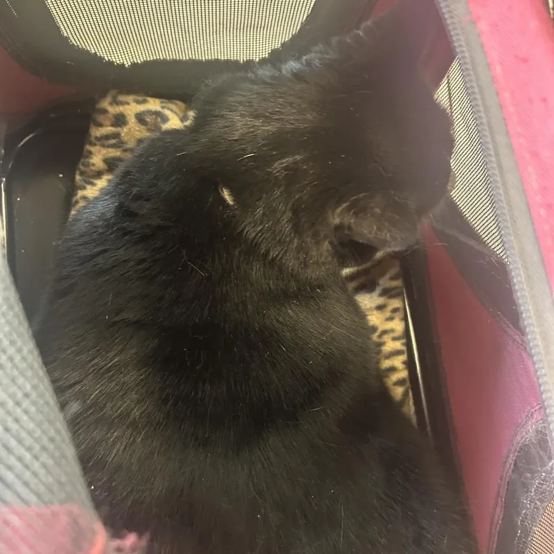 An adult extra large-sized female Black Domestic Short Hair cat named Luna Mia for adoption in Philadelphia, PA