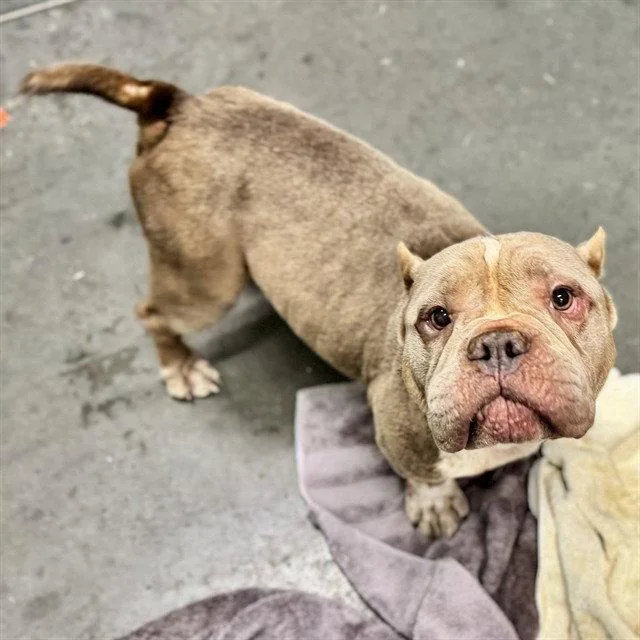 A senior large-sized female American Bulldog dog named Summer for adoption in Tavares, FL