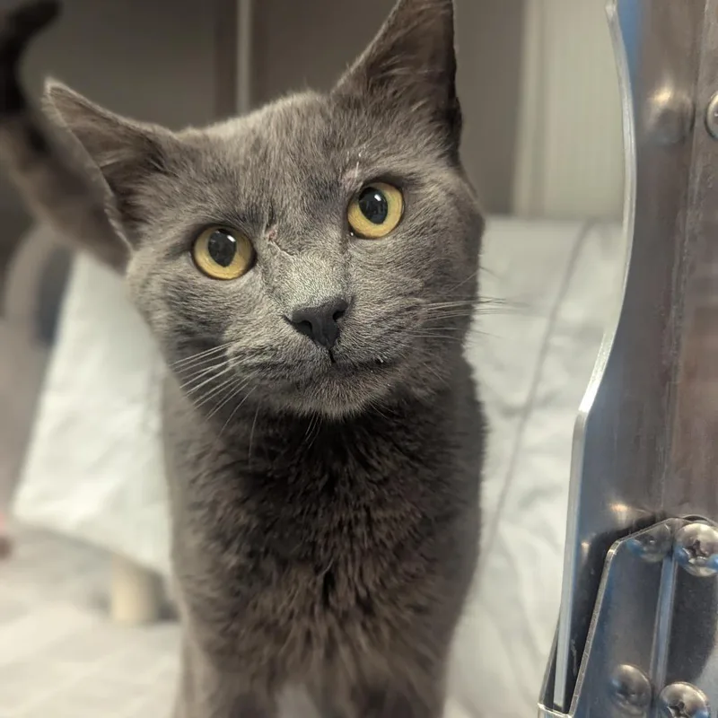 An adult large-sized male Gray / Blue / Silver Domestic Short Hair cat named Tom for adoption in Hendersonville, NC