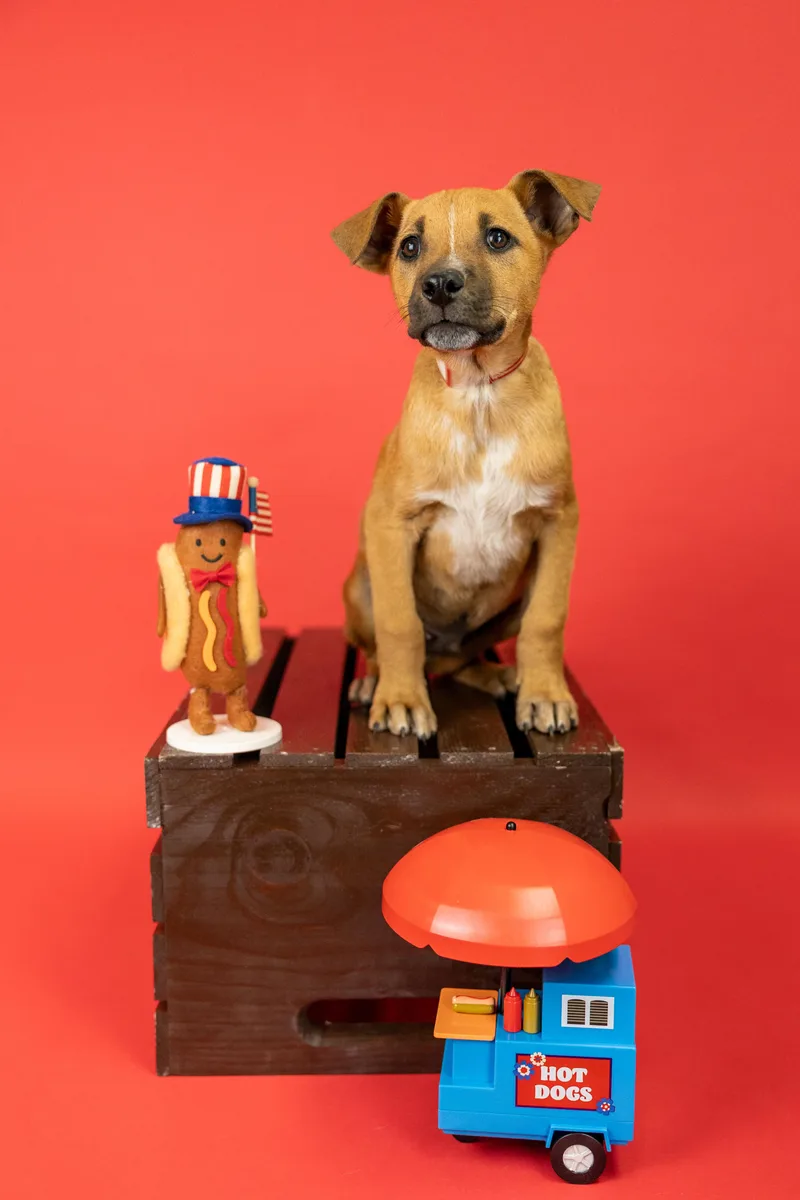 A baby medium-sized male Labrador Retriever dog named 438-26 for adoption in Brighton, CO