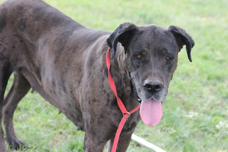 Griselda thumbnail 3