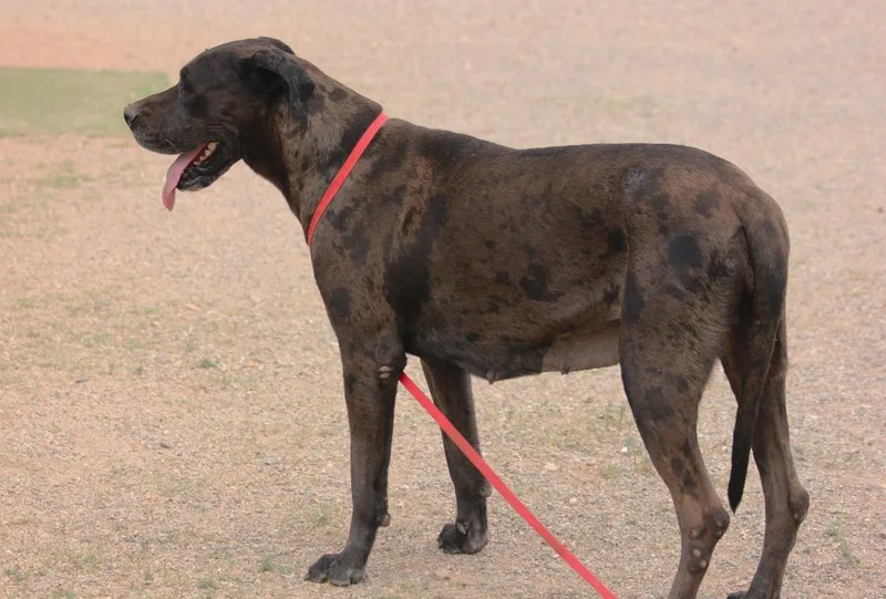 Griselda thumbnail 5