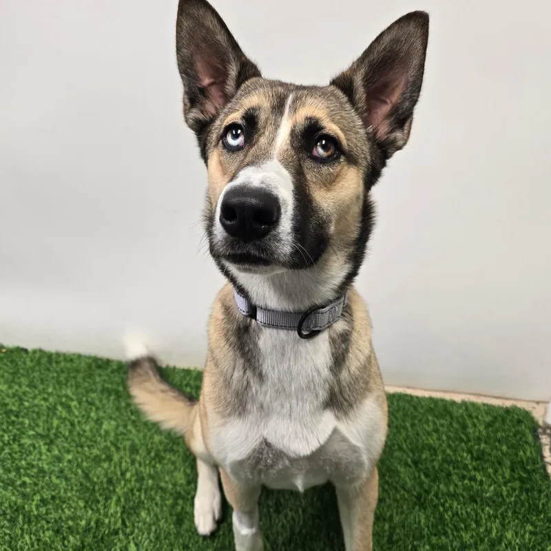 A young medium-sized female Brown / Chocolate Husky dog named Yuki for adoption in Columbia, MO