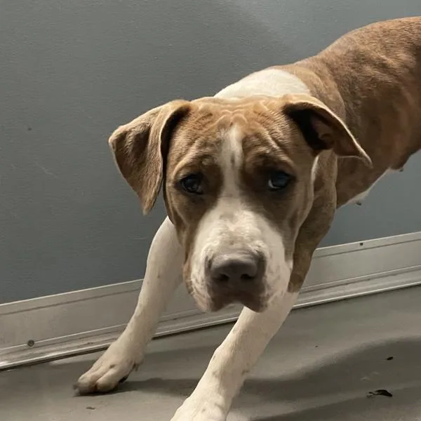 An adult medium-sized female American Staffordshire Terrier dog named Bonnie for adoption in Des Moines, IA