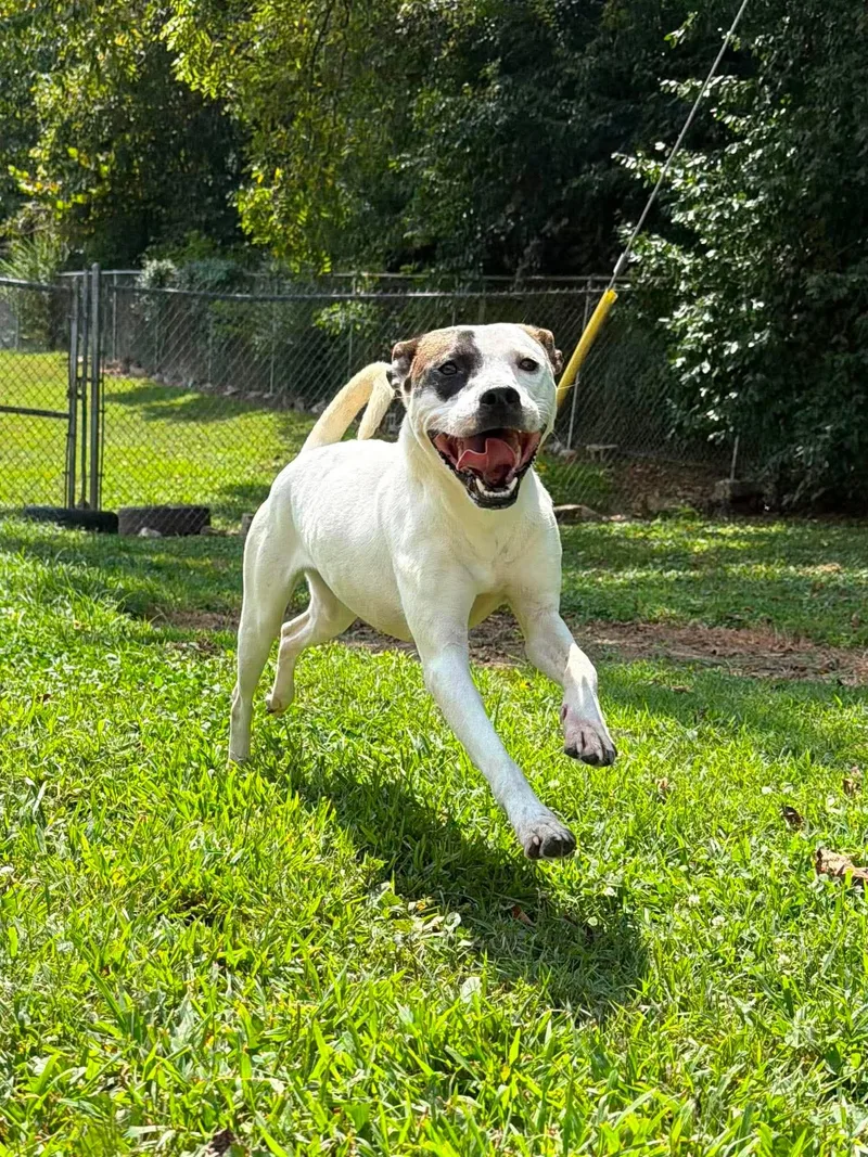 An adult medium-sized female Black Mixed Breed dog named Honey for adoption in Leitchfield, KY