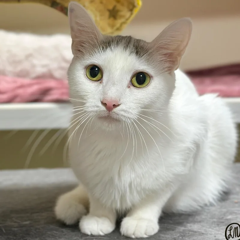 An adult medium-sized female White Domestic Short Hair cat named Zeppie for adoption in Victor, NY