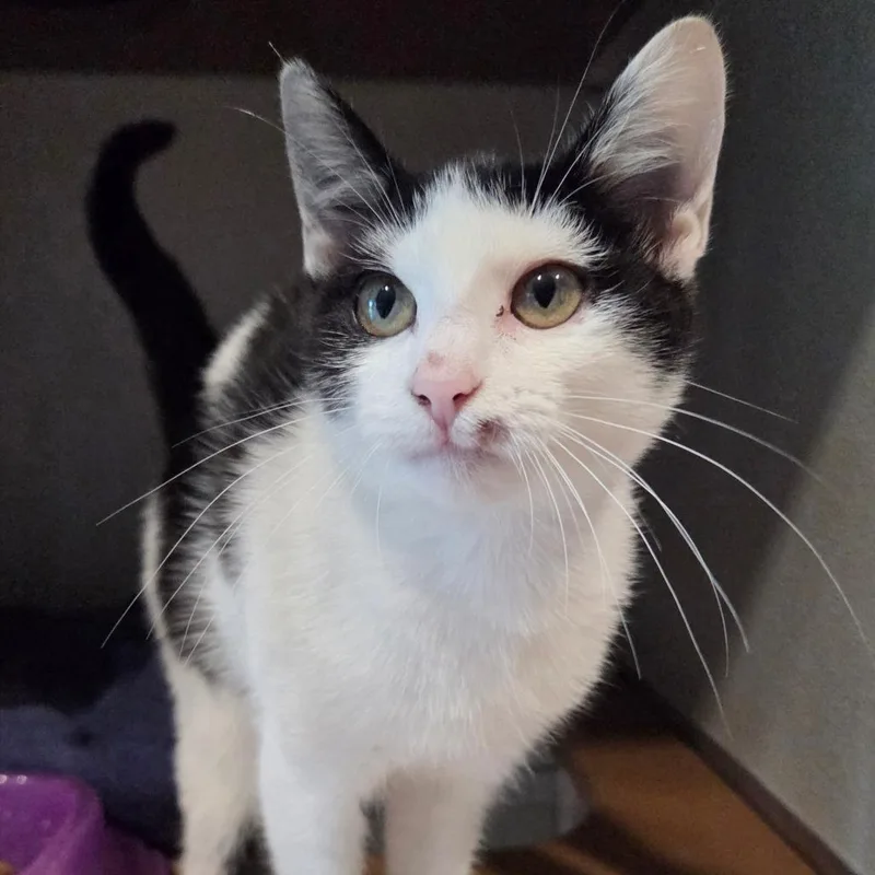 A young medium-sized female Domestic Short Hair cat named Peanuts for adoption in Saint Louis, MO