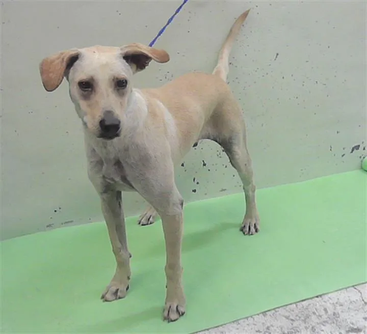 A young medium-sized male Labrador Retriever dog named Koda for adoption in Houston, TX