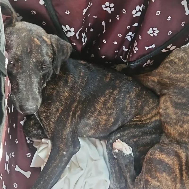 An adult medium-sized female Brindle Mixed Breed dog named Juliette for adoption in Bayamon, PR