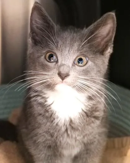A baby small-sized female Domestic Short Hair cat named Miley for adoption in Fishers, IN