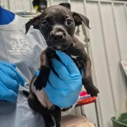 A baby medium-sized female Labrador Retriever dog named Silverwing for adoption in Morton Grove, IL