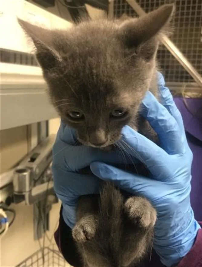 A baby small-sized female Domestic Short Hair cat named A for adoption in Conroe, TX
