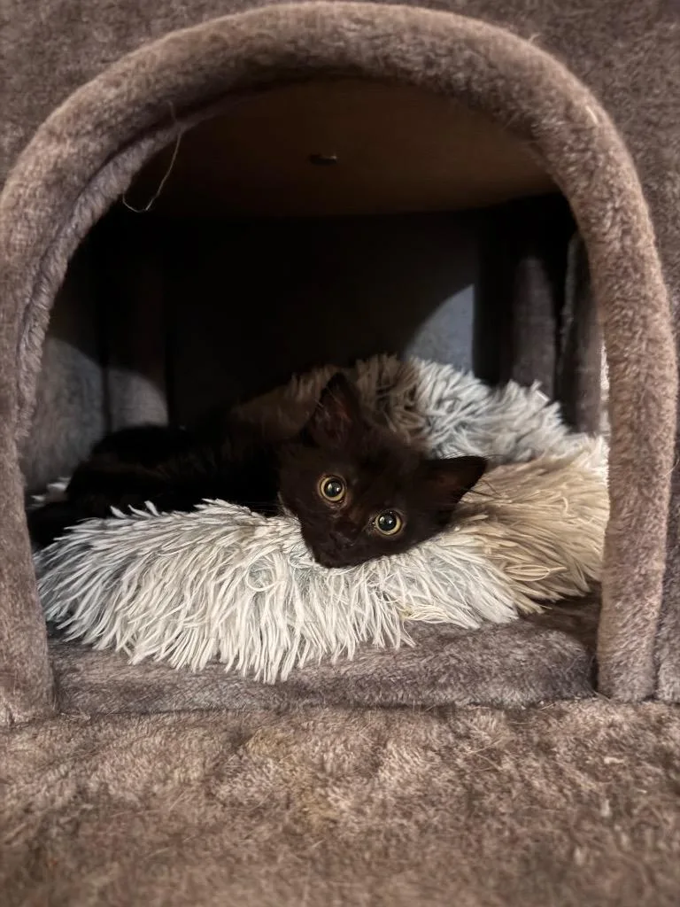 A baby small-sized female Domestic Short Hair cat named Helga Hufflepuff for adoption in Newnan, GA