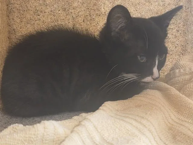 A baby small-sized male Domestic Short Hair cat named Azar for adoption in Louisville, KY