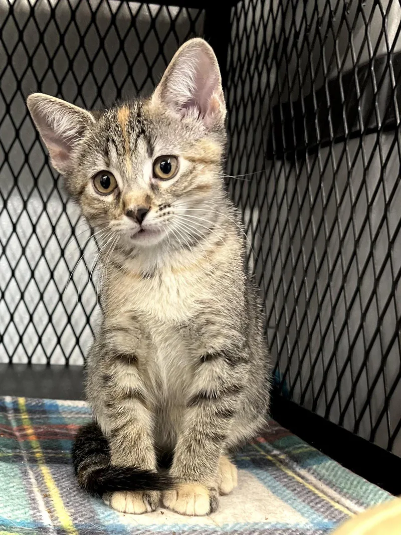 A baby medium-sized female Domestic Short Hair cat named Sugarbaby Watermelon for adoption in Estherville, IA