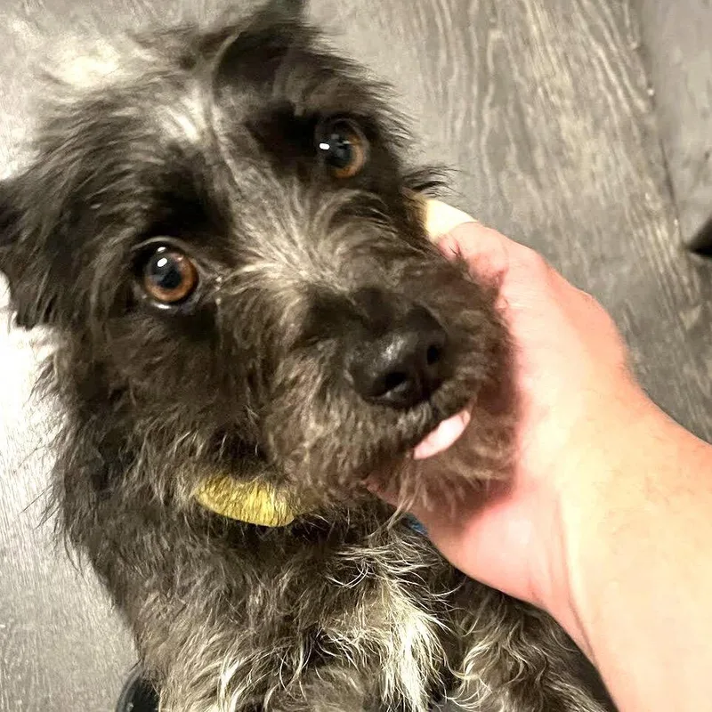 A young small-sized female Terrier dog named Tulip for adoption in Oakland, CA