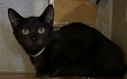 Echo