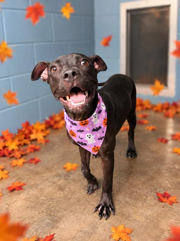 A young medium-sized female Terrier dog named Rue for adoption in Lafayette, LA